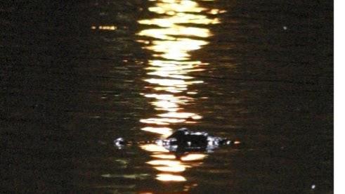 reggie in lake